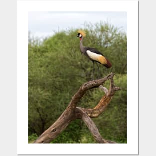 Grey Crowned Crane Posters and Art